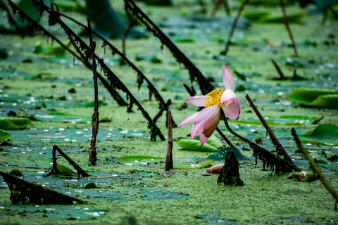 Обои Пруд с лотосами 4K · flowers · 3840×2560