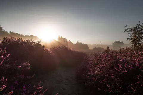 Papel de parede Campo de lavanda 4K · flowers · 3840×2560