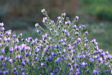Lavender Field 4K Wallpaper · flowers · 3840×2560