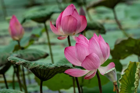 Lotus Pond 4K Wallpaper · flowers · 3840×2560