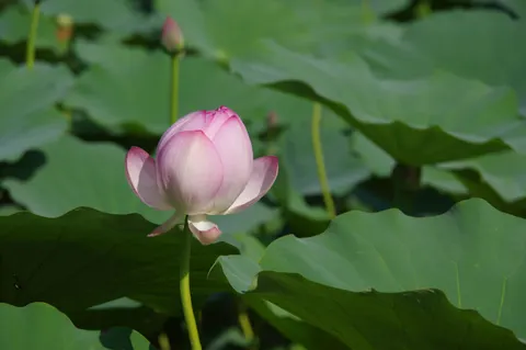والپیپر برکه نیلوفر آبی با کیفیت 4K · flowers · 3840×2553
