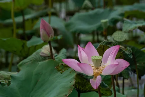 Обои Пруд с лотосами 4K · flowers · 3840×2560