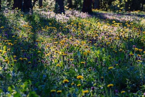 라벤더 밭 4K 배경화면 · flowers · 3840×2560