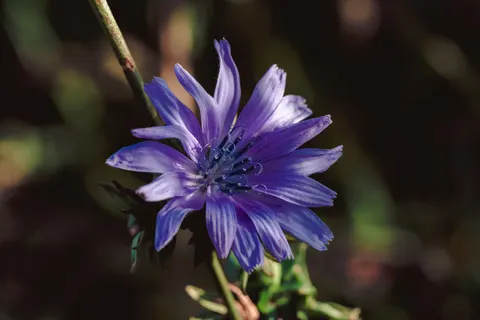 Обои Лавандовое поле 4K · flowers · 3840×2557