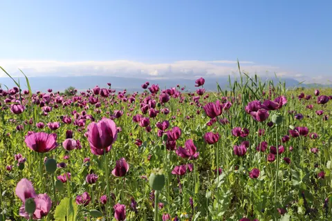 라벤더 밭 4K 배경화면 · flowers · 3840×2560
