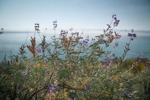 Fond d'écran Champ de lavande 4K · flowers · 3840×2560