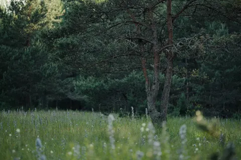 薰衣草田 4K壁纸 · flowers · 3840×2560