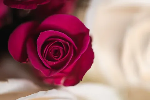 玫瑰 4K壁纸 · flowers · 3840×2560