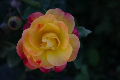 Papel de parede Rosa 4K · flowers · 3840×2560