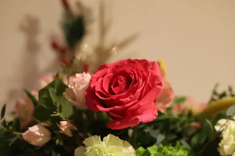 Rose 4K Hintergrundbild · flowers · 3840×2560