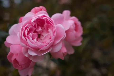 Обои Роза 4K · flowers · 3840×2560