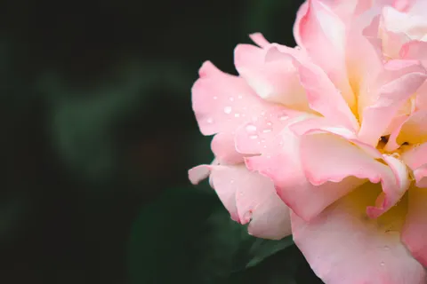Rose 4K Hintergrundbild · flowers · 3840×2560