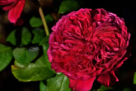 Обои Роза 4K · flowers · 3840×2560