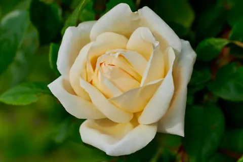 Rose 4K Wallpaper · flowers · 3840×2560
