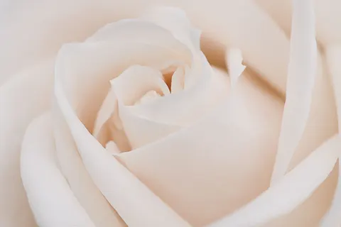 Rose 4K Wallpaper · flowers · 3840×2560