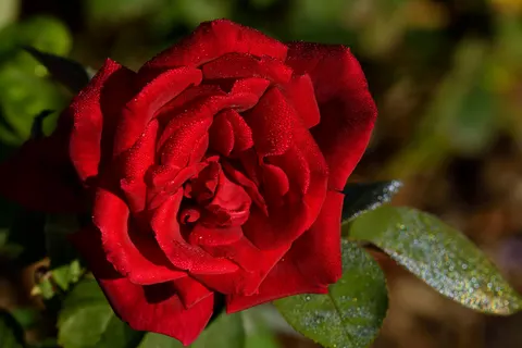 Fond d'écran Rose 4K · flowers · 3840×2560
