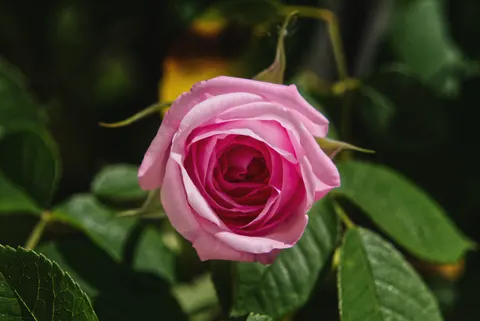 Обои Роза 4K · flowers · 3840×2565