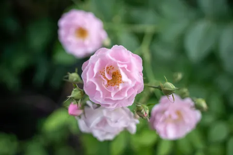 Fond d'écran Rose 4K · flowers · 3840×2560