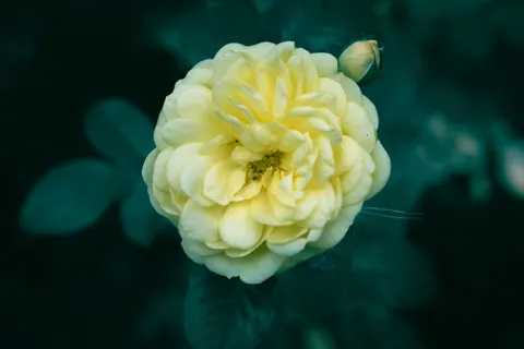 玫瑰 4K壁纸 · flowers · 3840×2560