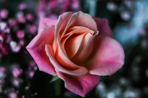 Fondo de pantalla Rosa 4K · flowers · 3840×2560