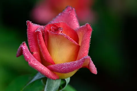 Fond d'écran Rose 4K · flowers · 3840×2560