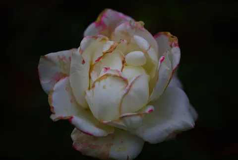 Fondo de pantalla Rosa 4K · flowers · 3840×2574