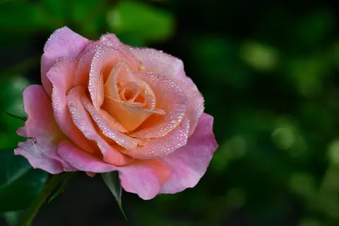 Fond d'écran Rose 4K · flowers · 3840×2560