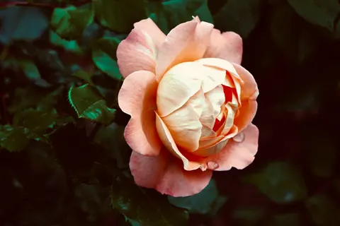 Fondo de pantalla Rosa 4K · flowers · 3840×2560