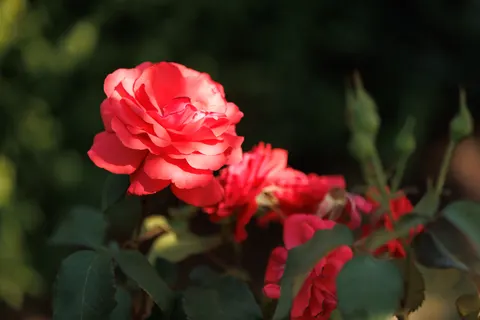 Fondo de pantalla Rosa 4K · flowers · 3840×2560