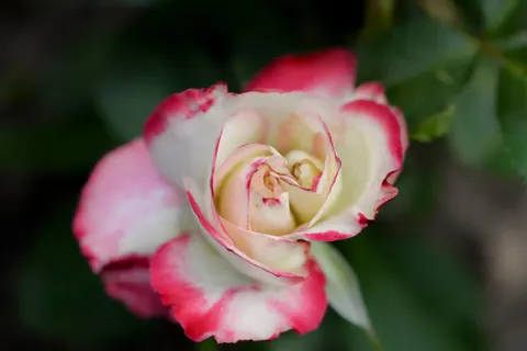 خلفية وردة بدقة 4K · flowers · 3840×2563