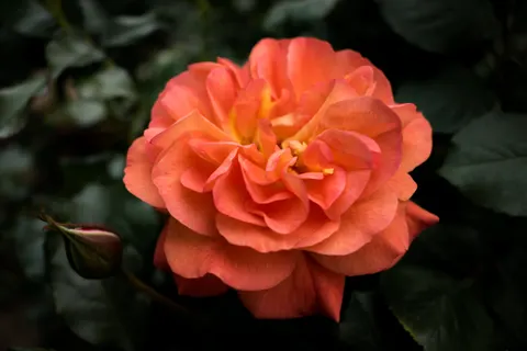 Rose 4K Hintergrundbild · flowers · 3840×2560