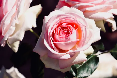 Rose 4K Hintergrundbild · flowers · 3840×2560