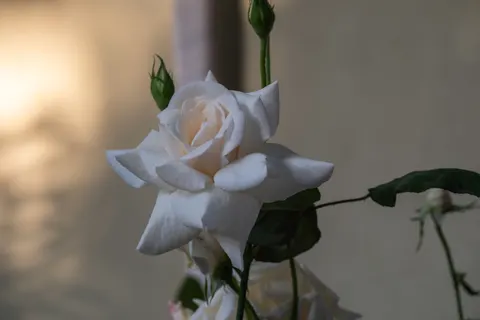 Fond d'écran Rose 4K · flowers · 3840×2560