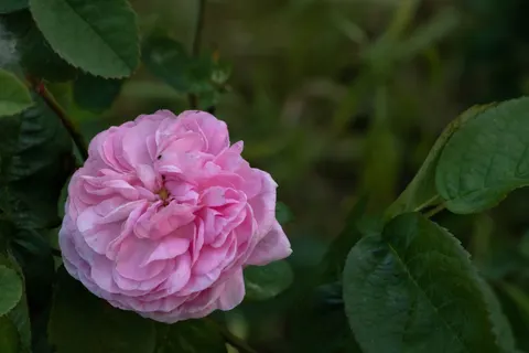 玫瑰 4K壁纸 · flowers · 3840×2560