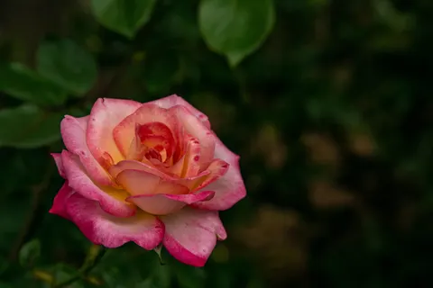 Fondo de pantalla Rosa 4K · flowers · 3840×2560
