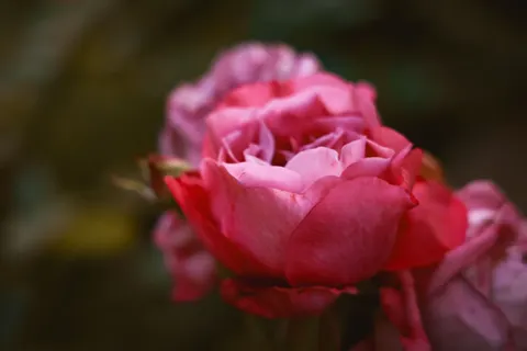 Rose 4K Hintergrundbild · flowers · 3840×2561