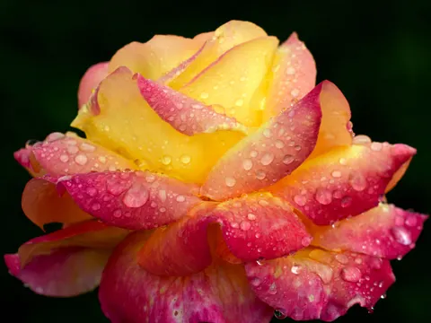 Rose 4K Wallpaper · flowers · 3840×2881