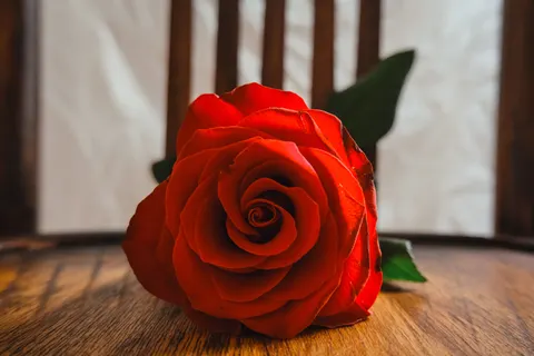 玫瑰 4K壁纸 · flowers · 3840×2560