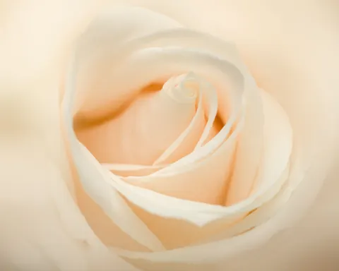 玫瑰 4K壁纸 · flowers · 3840×3071