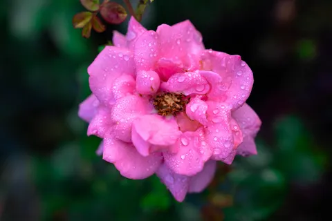 Rose 4K Hintergrundbild · flowers · 3840×2560