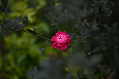 Обои Роза 4K · flowers · 3840×2555