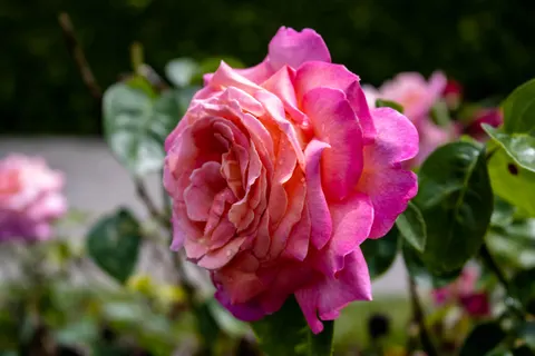 Rose 4K Hintergrundbild · flowers · 3840×2560