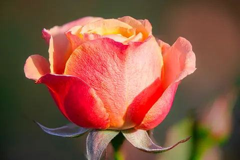 Rose 4K Hintergrundbild · flowers · 3840×2567