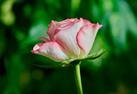 Rose 4K Wallpaper · flowers · 3840×2645
