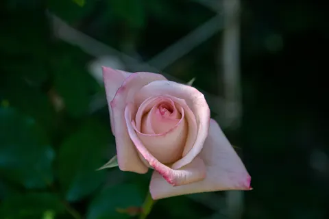 Rose 4K Hintergrundbild · flowers · 3840×2560