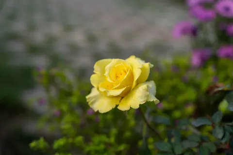 玫瑰 4K壁纸 · flowers · 3840×2560