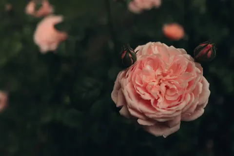 장미 4K 배경화면 · flowers · 3840×2562