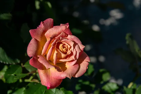 Rose 4K Hintergrundbild · flowers · 3840×2560