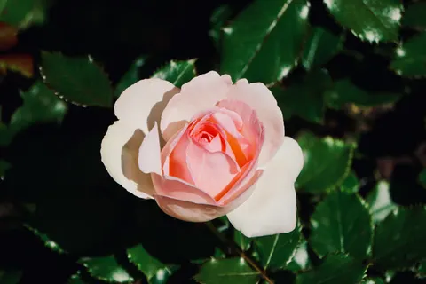 Rose 4K Wallpaper · flowers · 3840×2560
