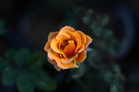 خلفية وردة بدقة 4K · flowers · 3840×2560